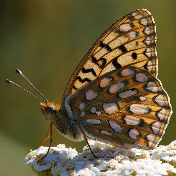 Speyeria coronis