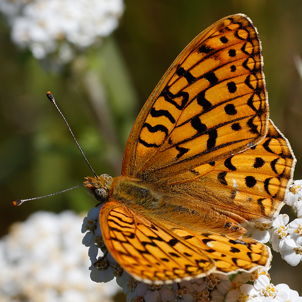 Speyeria coronis