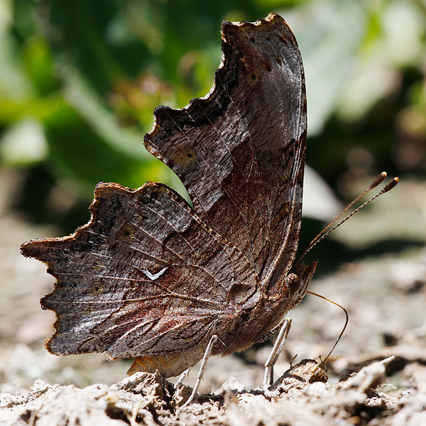 Polygonia oreas