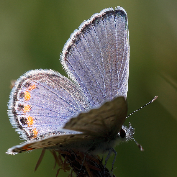 Plebejus acmon