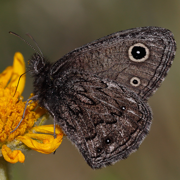 Cercyonis oetus