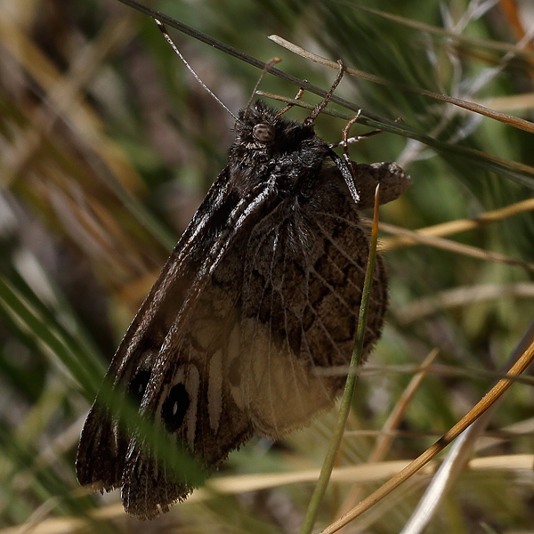 Neominois ridingsii