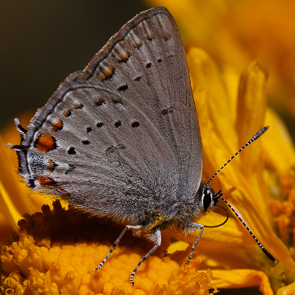 Satyrium californica