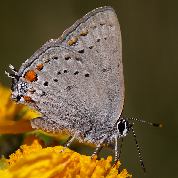 Satyrium californica