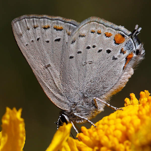 Satyrium californica