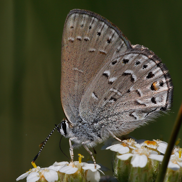 Satyrium behri