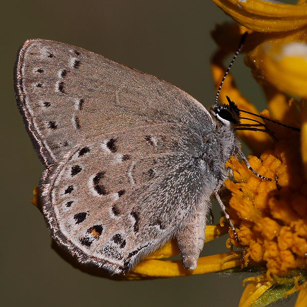 Satyrium behri