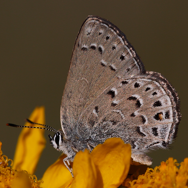 Satyrium behri