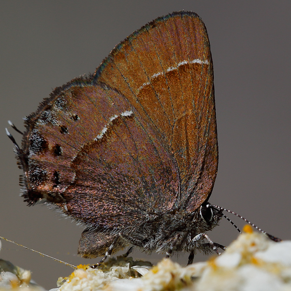 Callophrys nelsoni