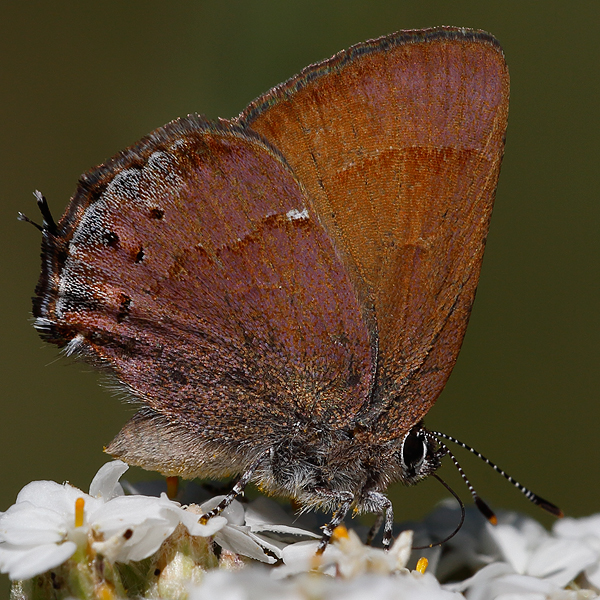 Callophrys nelsoni