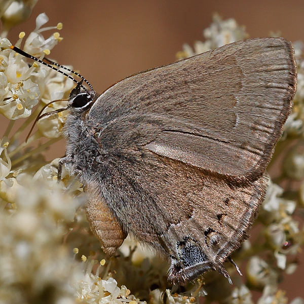 Satyrium auretorum