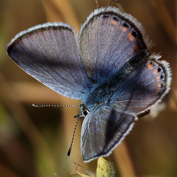 Plebejus acmon