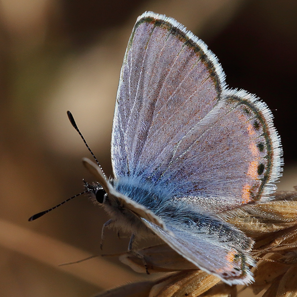 Plebejus acmon