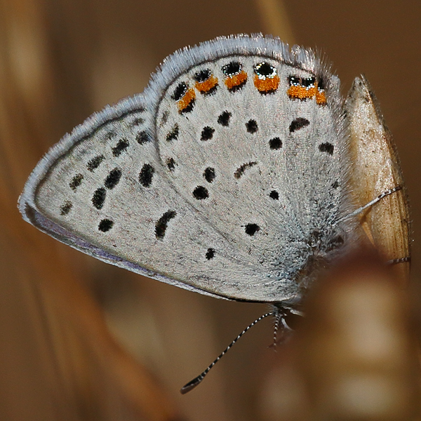 Plebejus acmon