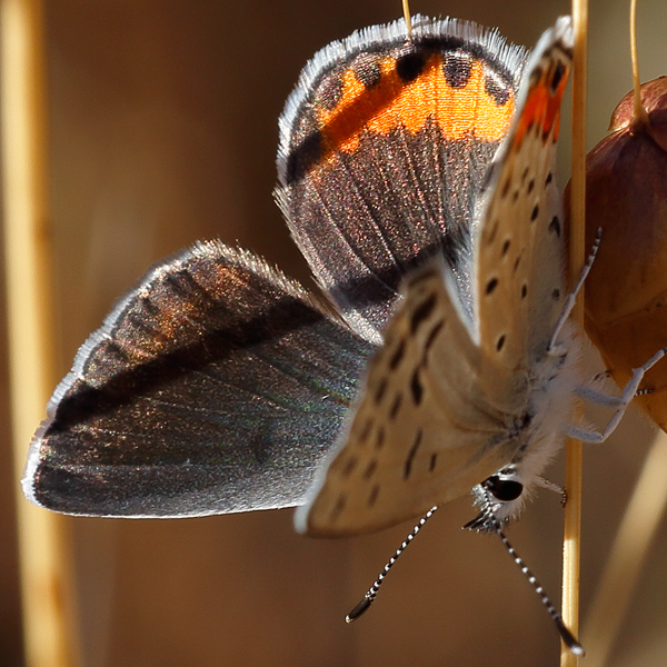 Plebejus acmon