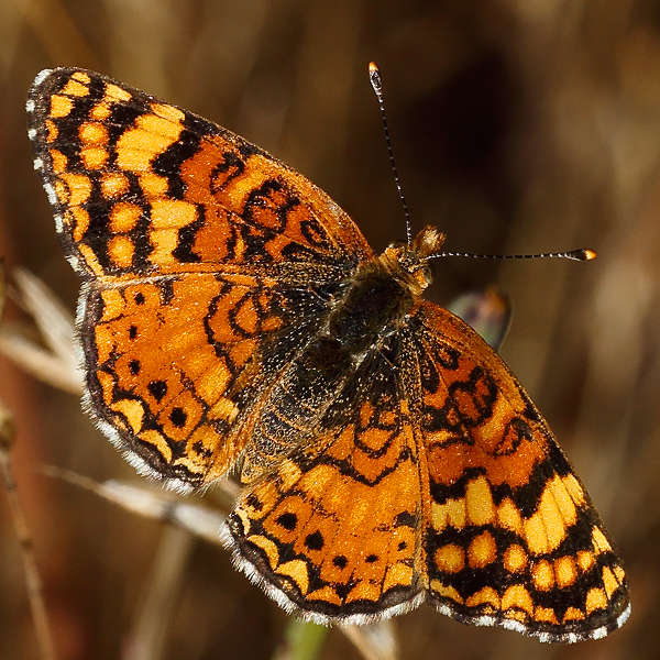 Phyciodes mylitta