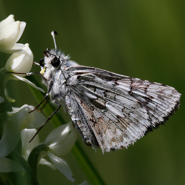 Pyrgus communis