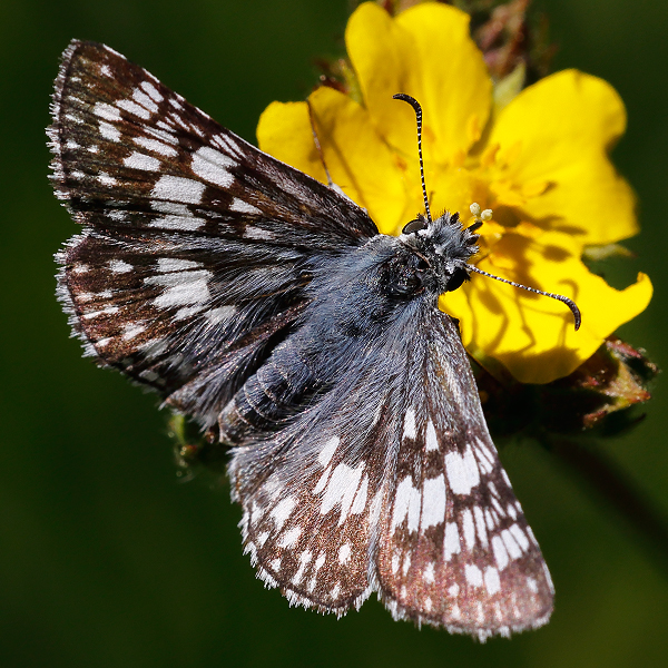 Pyrgus communis