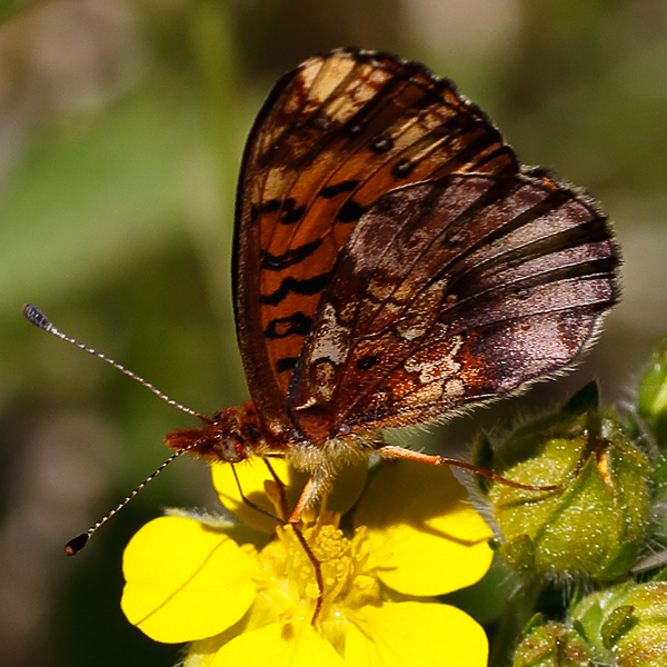 Boloria epithore