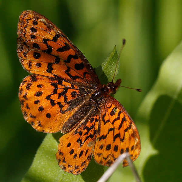 Boloria epithore