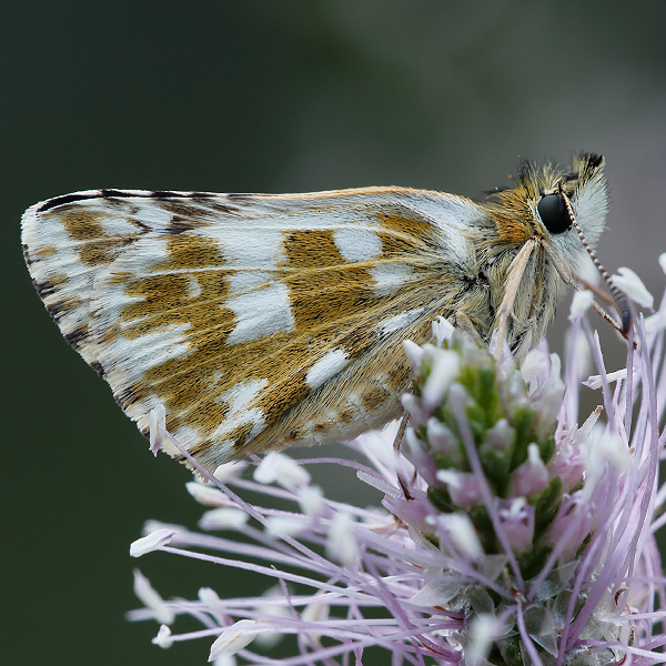 Pyrgus carlinae