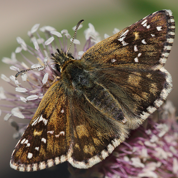 Pyrgus carlinae