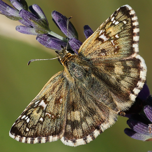 Pyrgus foulquieri