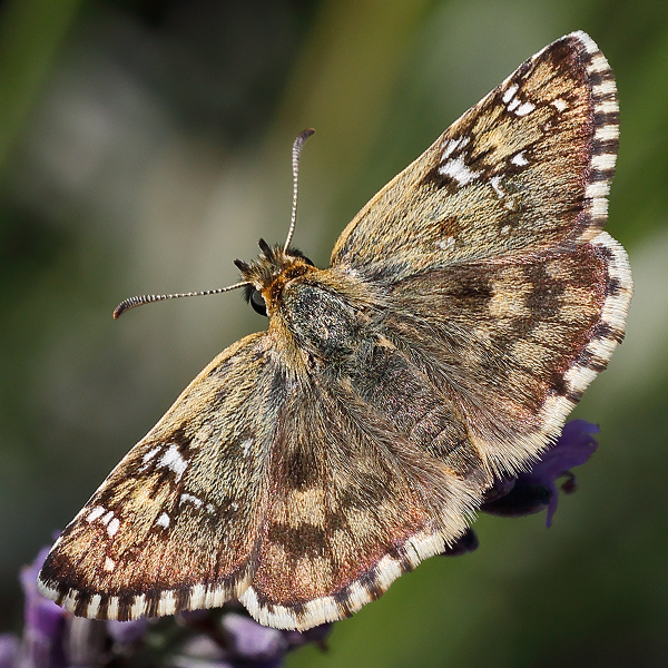 Pyrgus foulquieri