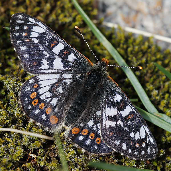 Euphydryas cynthia