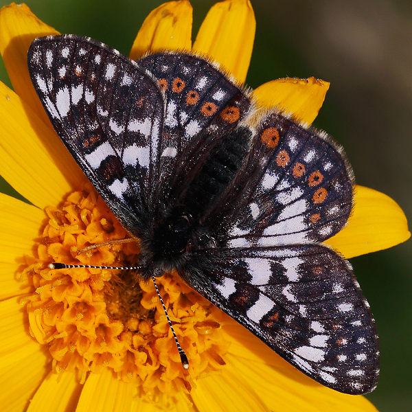 Euphydryas cynthia