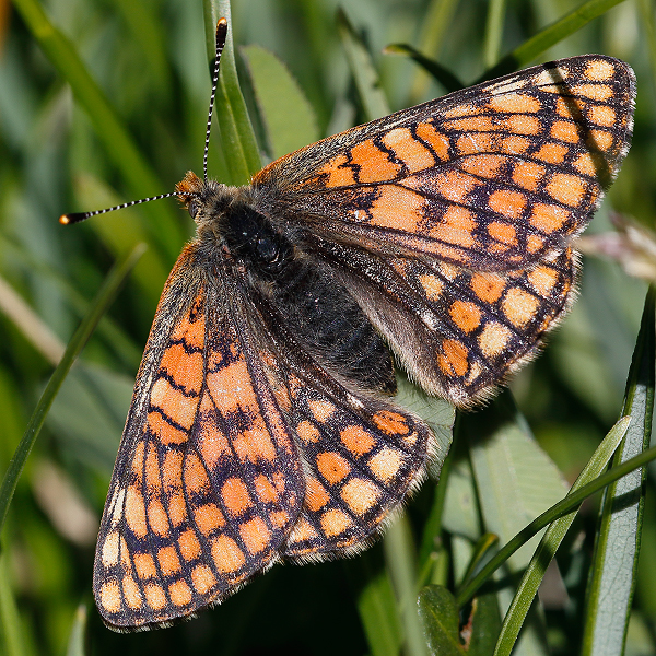 Euphydryas cynthia