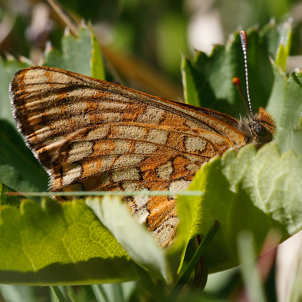 Euphydryas cynthia