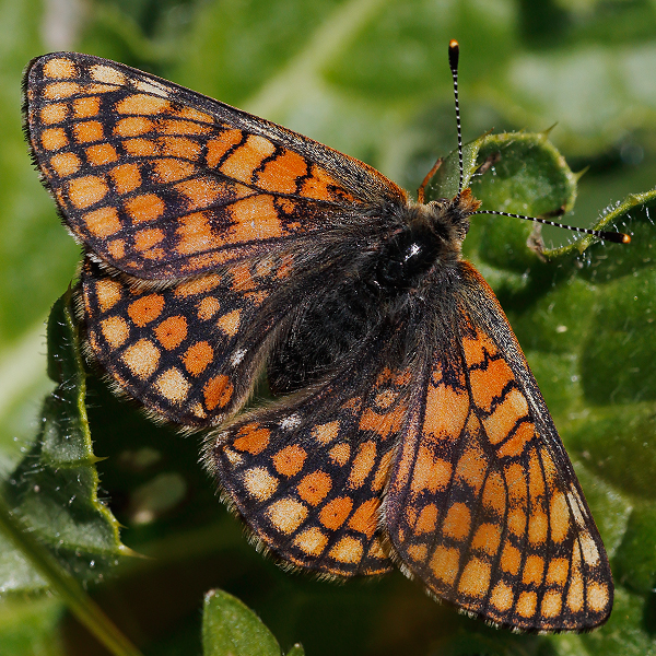 Euphydryas cynthia