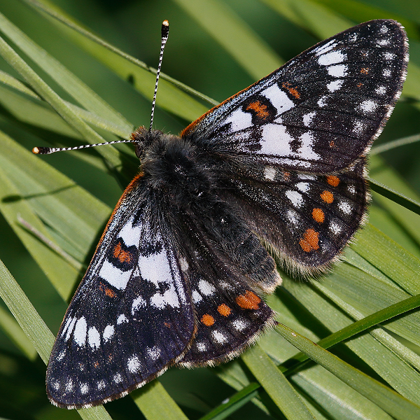 Euphydryas cynthia