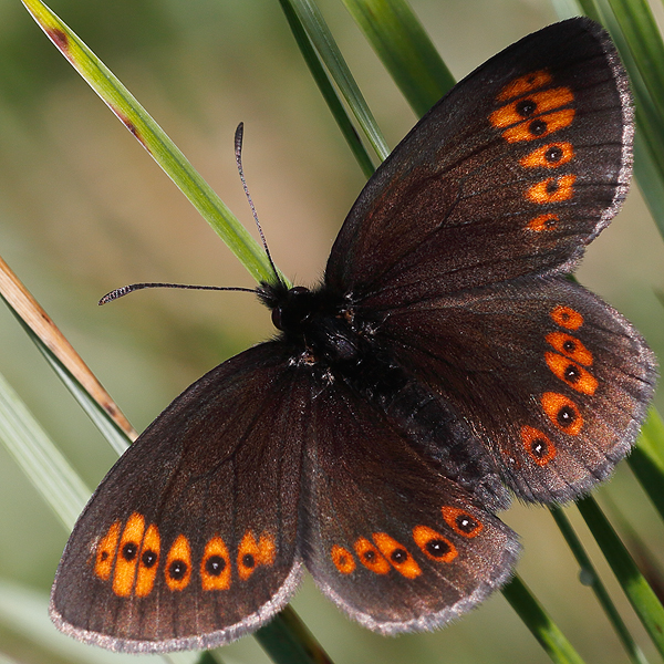 Erebia alberganus