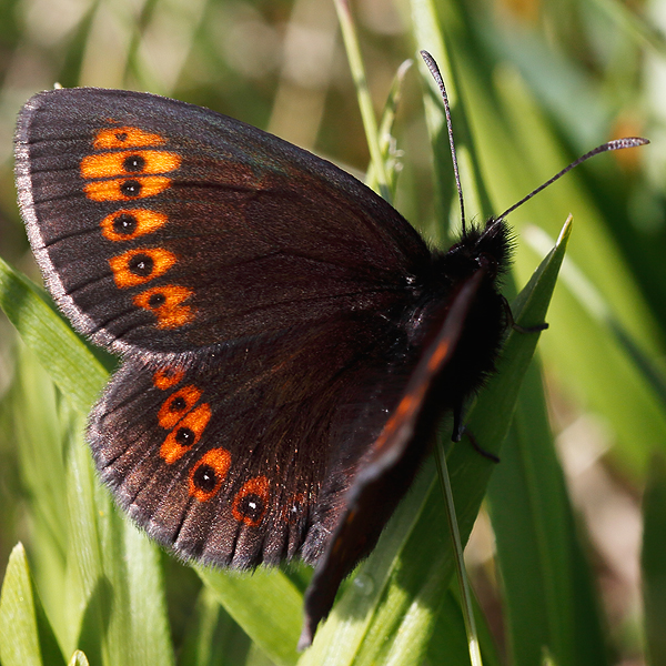 Erebia alberganus