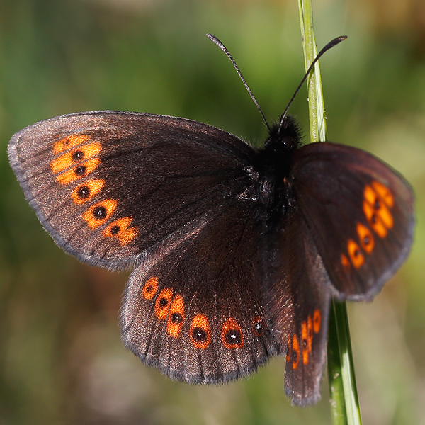 Erebia alberganus