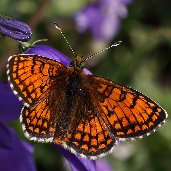 Melitaea varia