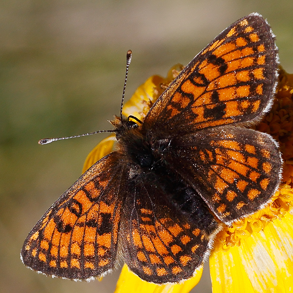 Melitaea varia