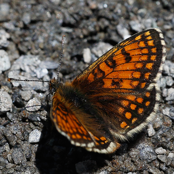 Melitaea varia