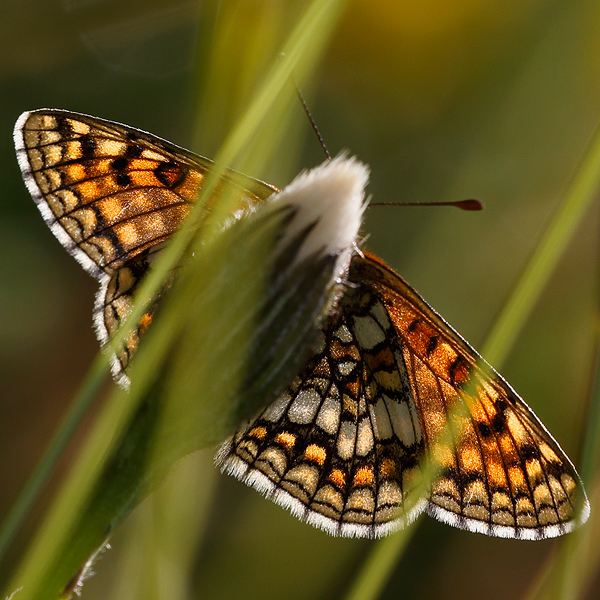 Melitaea varia