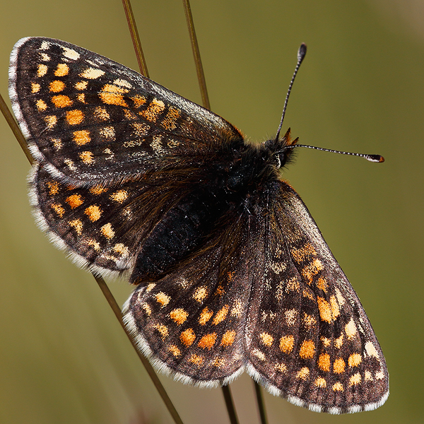 Melitaea varia