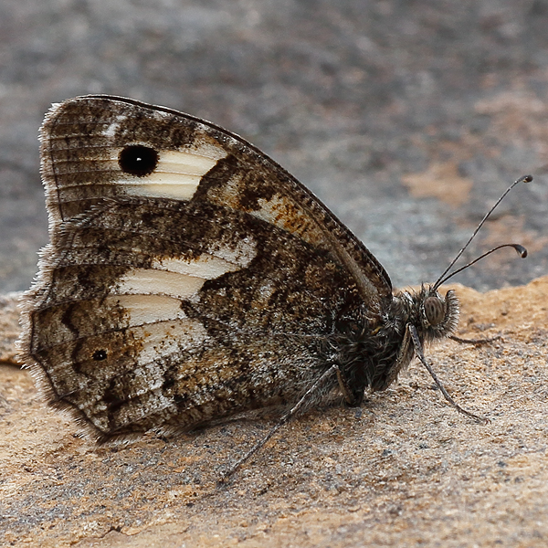 Pseudochazara anthelea