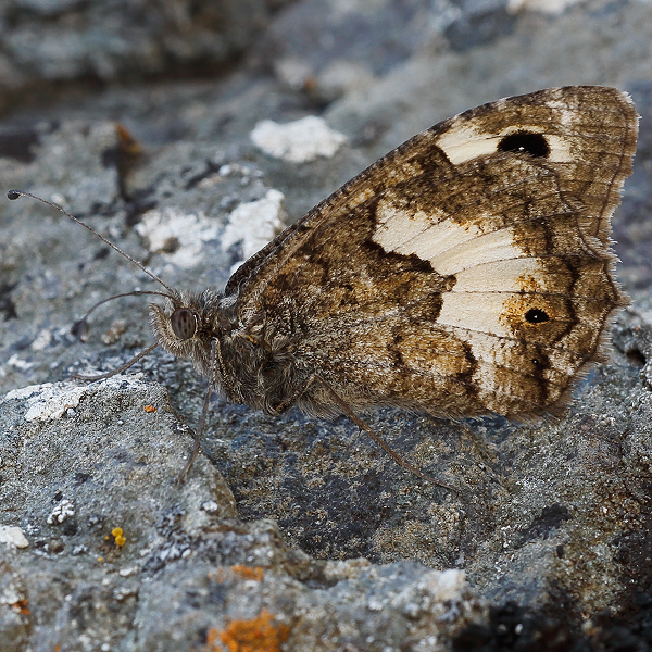 Pseudochazara anthelea