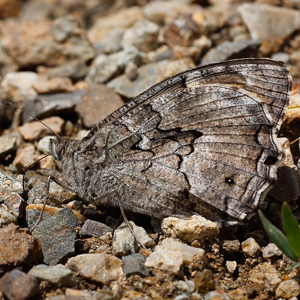 Hipparchia pellucida