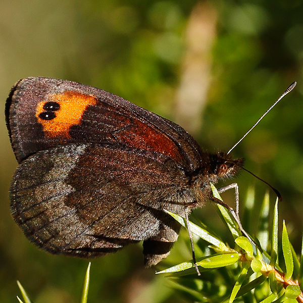 Erebia zapateri