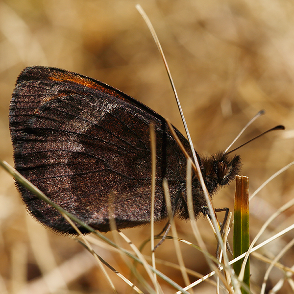 Erebia zapateri