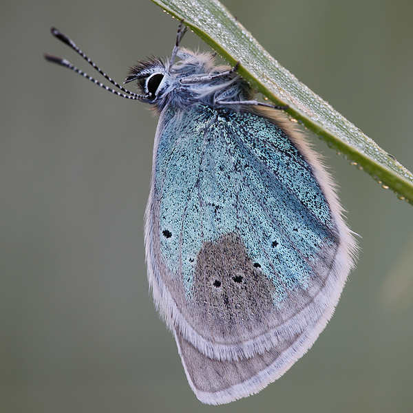 Polyommatus coelestinus