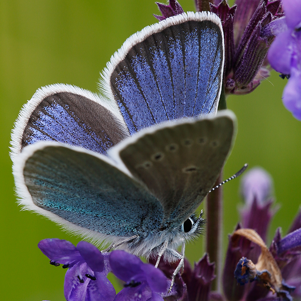 Polyommatus coelestinus