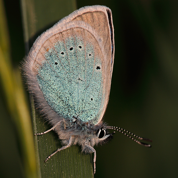 Polyommatus coelestinus